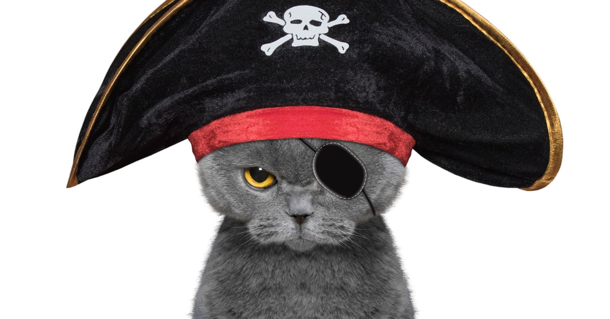 cat with a pirate costume